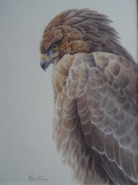 Buizerd